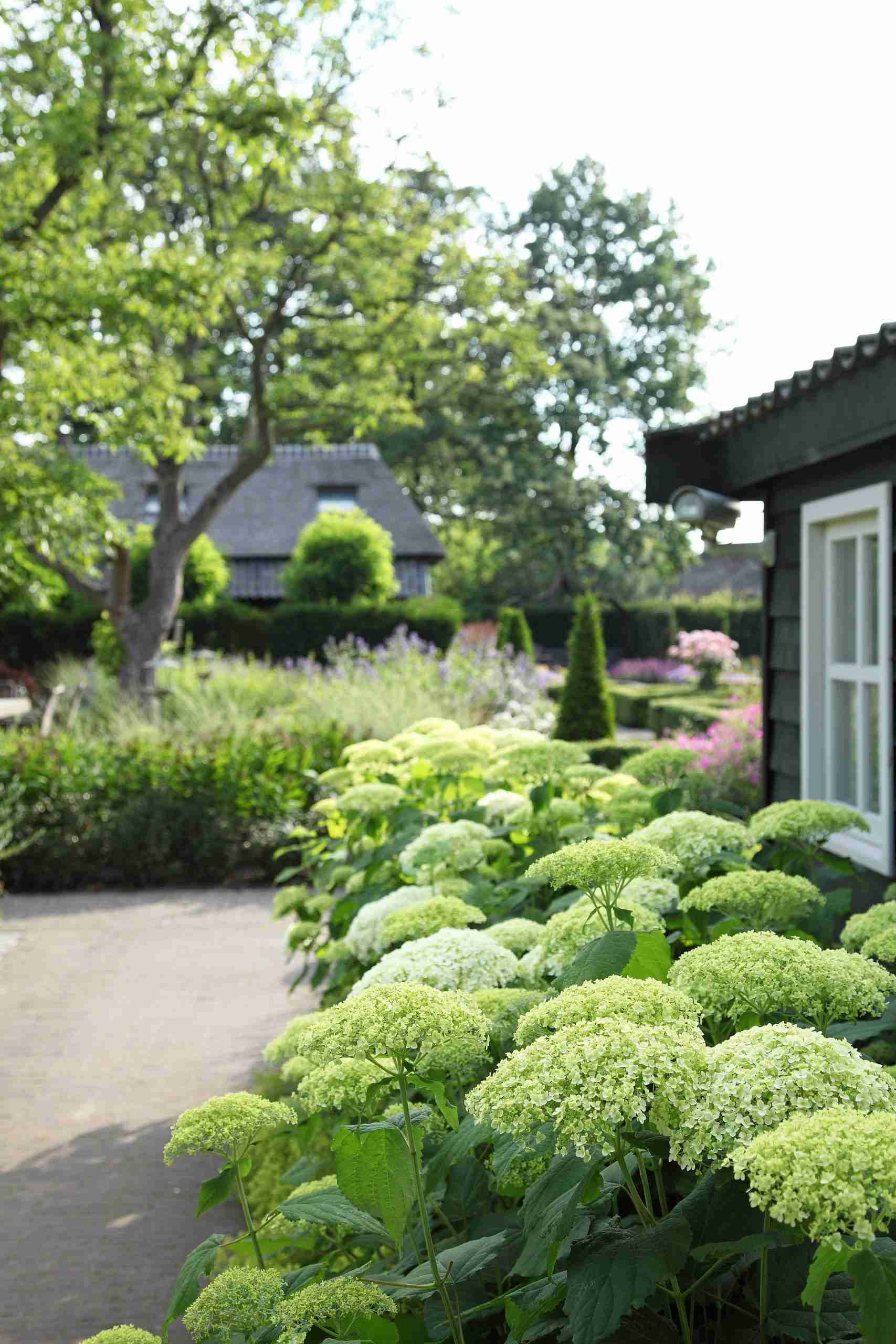 Landelijke tuin met hortensia-borders bij een rietgedekte woning