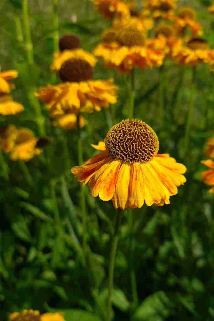 Voortuin met vlindervriendelijke beplanting in Veldhoven